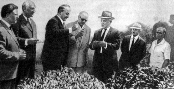 А. Н. Косыгин, В. П. Мжаванадзе и президент Финляндии У. Кекконен на чайной плантации колхоза 'Дурипш' Гудаутского района