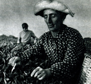 Ветеран чайной плантации колхозница Хфаф Ласурия